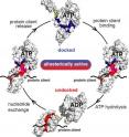 The Hsp70 mechanism of action illustrating how the chaperone cycles between tight and loose binding states and so binds and releases its protein client. The new work from Zhuravleva, Clerico and Gierasch enabled the key intermediate allosterically active state to be described in molecular detail, shedding light on previously mysterious aspects of Hsp70 function.