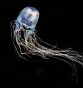 This shows an Australian box jellyfish.

Yanagihara AA, Shohet RV (2012) Cubozoan Venom-Induced Cardiovascular Collapse Is Caused by Hyperkalemia and Prevented by Zinc Gluconate in Mice. <i>PLoS ONE</i> 7(12): e51368. doi:10.1371/journal.pone.0051368