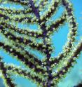This image shows female <i>Antillogorgia elisabethae</i> with newly released eggs and developing planulae larvae.