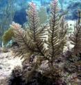 This image shows a colony of <i>Antillogorgia elisabethae</i> in The Bahamas.