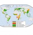 Detailed analysis of maize (corn) yields around the world show a disconcerting stagnation or collapse in many locations since the heyday of the Green Revolution.