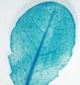 JBEI researchers generated <i>Arabidopsis</i> plants that overexpressed a GT92 enzyme, resulting in a a 50-percent increase in the amount of in the plant cell walls.