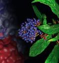 Scripps Research Institute scientists have determined a molecular structure that helps explain how the Chinese herbal medicine Chang Shan works.