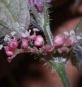 Flowers of a new species from the nettle family known only from caves, <i>Pilea cavernicola</i>, where it grows in very low light conditions.