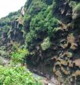 Petaloid travertine formation in the Malinghe Gorge, habitat of anther new species from the nettle family, <i>Pilea guizhouensis</i>.