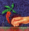 This is an artist's rendition of nerve cells monitoring the surface of the skin where they may encounter pain stimulants like capsaicin, found in hot peppers, and itch stimulants like histamine.