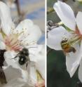 This image shows a blue orchard bee (<i>Osmia lignaria</i>) and a honey bee (<i>Apis mellifera</i>) foraging in almond.