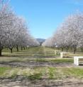 This image shows honey beehives in an almond orchard.