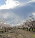 Almonds flower early in the year when weather conditions can be unfavorable for bee activity.