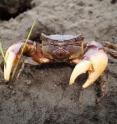 This shows a large male purple marsh crab (<i>Sesarma reticulatum</i>) clipping cordgrass with its claws. The burrow opening in the photograph leads to a large, communal burrow inhabited by 10-15 crabs. These crabs are nocturnal and typically reside in burrows during the day to stay moist and avoid predators.