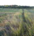 A mosquito ditch draining a small pond in a Cape Cod salt marsh, at a healthy site in 2010. This ditch was constructed in the 1930s and has not widened since its construction, but has been colonized on both sides by <i>Spartina alterniflora</i>. This tall cordgrass traps sediment and builds new habitat, keeping the ditch narrow.