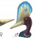The image shows sexual dimorphism in the pterosaur <i>Darwinopterus</i>. Males had large head crests while females were crestless. This dimorphism is a clear indication that sexual selection pressure was shaping the evolution of these animals.
