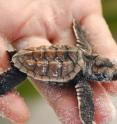 New University of East Anglia research into the mating habits of a critically endangered sea turtle will help conservationists understand more about its mating patterns.
The turtle is critically endangered, largely due to the (now banned) international trade in tortoiseshell as a decorative material. Because the turtles live underwater, and often far out to sea, little has been understood about their breeding habits until now. The breakthrough was made by studying DNA samples.