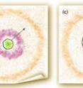 This is a qualitative sketch of a proposed model for SN2010mc. Panel A shows the supernova on the day it detonated. An inner shell (purple) represents the material ejected by the precursor star about one month earlier from the penultimate outburst. An outer shell (orange) is made up of material ejected by the precursor star prior to the penultimate burst. Panel B shows SN2010mc at day five. The supernova shock front (grey line) is moving at 10,000 kilometers per second, ionizing the inner and outer shells along the way, producing the broad and narrow hydrogen emission lines that astronomers on Earth detect. Panel C shows the object at day 20, when the supernova shock engulfs the inner shell. At this point, astronomers only detect a narrow hydrogen emission line.