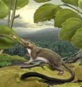 This is an artist’s rendering of the hypothetical placental ancestor, a small insect-eating animal. The research team reconstructed the anatomy of the animal by mapping traits onto the evolutionary tree most strongly supported by the combined phenomic and genomic data and comparing the features in placental mammals with those seen in their closest relatives.