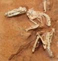 This shrew-sized Cretaceous-age animal, <i>Ukhaatherium nessovi</i>, which was uncovered in 1994 in the Gobi Desert by the Mongolian Academy and the American Museum of Natural History, is one of the many mammals used in the recent mammal tree-of-life study. When it was discovered, the remarkably well-preserved skeleton of this small creature showed the presence of epipubic bones, attached to both sides of the pubis.  In living mammals, these bones occur only in marsupials (mammals like kangaroos that often develop their young in pouches) and monotremes (mammals like platypuses, which lay eggs). But their presence in <i>Ukhaatherium nessovi</i> showed that a close relative of recent placental mammals that lived many millions of years ago also had these bones.