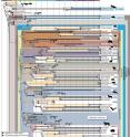This shows the new evolutionary tree for placental mammals, created by combining phenomic and genomic data.