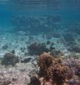 A diverse school of herbivorous fish, including the parrotfish and unicornfish found to be important consumers of large seaweeds, graze on the shallow reef flat inside a marine reserve in Fiji. These shallow reef flats look fundamentally different when fishing is allowed.