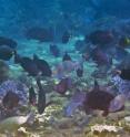 A close-up image shows a diverse group of parrotfishes, surgeonfishes and unicornfishes congregating and grazing on the shallow reef flat inside a marine reserve in Fiji. The fish with the bright orange area on its tail is the "Orangespine unicornfish," a major consumer of the large brown seaweeds that bloom on fished reefs.