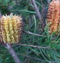 The fossils from Stony Creek, South Australia included relatives of this tough living, tough-leaved species, <i>Banksia spinulosa.