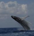 Now the mainstay of the whale-watching industry, the humpback whale has recovered significantly from commercial whaling in the past several decades. An accurate pre-whaling population estimate, the study authors indicate, is important in considering future management decisions and protection for the species in North Atlantic waters. The genetic-based methods offer the only other means for pre-whaling estimates.