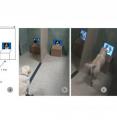 These images show:<Br>
a: Apparatus.<Br>
b: The dog sits in front of the experimenter, on a line between two screens.<Br>
c: When hearing an order, the dog expressed his choice by going to a given screen and putting his paw in front of the chosen image.