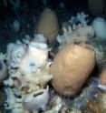 This picture shows a sea bed covered with glass sponges.