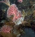 This picture shows the hydrocorals also known as sea fan.