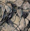 Different species of the sea animals known as crinoids display different colors in these 350-million-year-old fossils. Ohio State University researchers have found organic compouds sealed within the pores of these fossilized animals' skeletons.