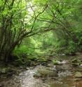 This picture shows the natural habitat of of the newly described Steninae species in the Liupan Shan Natural Reserve, Nixigia China.