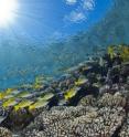 In a new article in <I>Nature Climate Change</I> scientists from NOAA's Cooperative Institute for Marine and Atmospheric Studies show maps that illustrate how rising sea temperatures are likely to affect all coral reefs, including those in Polynesia, in the form of annual coral bleaching events under various different emission scenarios.  Their results emphasize that without significant reductions in emissions most coral reefs on the planet are at risk for bleaching within the next several decades.