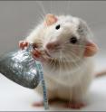 Rats demonstrated a form of human memory as they sought chocolate in a series of experiments at Indiana University.