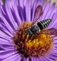 The cleptoparasitic bee <I>Coelioxys sayi</I>, shown here, is widely distributed in North America and parasitizes Megachile leaf-cutter bees. This photo was taken in Prospect Park in Brooklyn, N.Y.