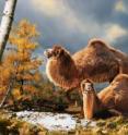 This is an illustration of the High Arctic camel on Ellesmere Island during the Pliocene warm period, about three-and-a-half million years ago. The camels lived in a boreal-type forest. The habitat includes larch trees and the depiction is based on records of plant fossils found at nearby fossil deposits.