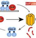 Biochemists at UMass Amherst recently revealed how two proteins shelter each other in "mutually assured cleanup" to insure that cell division proceeds smoothly.