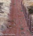 <p>This shows lions in Tswalu Kalahari Reserve, South Africa.