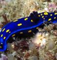 This is the <i>Felimare californiensis</i>, a sea slug with the University of California colors, at Catalina Island.