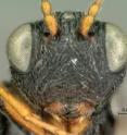 This is an image of a close up of <i>Paramblynotus alexandriensis</i>, a new species from South Africa.