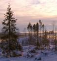 This picture shows an example of retention forestry in Sweden.