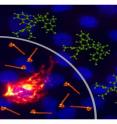 There is no effective small-molecule therapy for most viruses, including highly pathogenic viruses such as Ebola, which is associated with mortality rates of up to 90 percent following infection. Filone et al, describe compounds that inhibit the replication of genetically diverse viruses, including Ebola.  These compounds can limit virus replication (illustrated as green molecules "blocking" spread of orange Ebola virus virions from an infected cell). These molecules represent probes of a central virus function as well as a lead compound for the development of effective broad-spectrum antivirals.