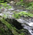 Wappinger Creek in New York's Hudson Valley was one of the streams investigated in the study.