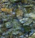 This is a close-up of Wappinger Creek.