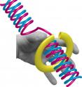 An elusive step in the process of human DNA replication has been observed, for the first time, by scientists at Penn State University in the lab of Stephen J. Benkovic. The step, which is crucial for DNA replication in humans and other forms of life, previously had remained mysterious and had not been well studied in human DNA. For illustrative purposes, this image represents a crucial molecular player in the process, by a hand, which is loading the sliding clamp ring onto DNA.