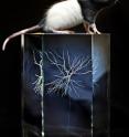 Researchers at the Norwegian University of Science and Technology's Kavli Institute of Systems Neuroscience have used advanced techniques to make select rat neurons light sensitive, enabling them to understand which cells talk to other cells in the brain. The picture shows a greatly enlarged rat neuron and a laboratory rat.
