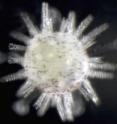 Turbulence triggers transformation of sea urchin larvae into a state ready to settle down on rocks in response to a chemical signal, researchers have found. These larvae have just begun to transform.