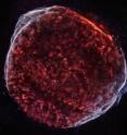 A long Chandra observation reveals the SN 1006 supernova remnant in exquisite detail. By overlapping 10 different pointings of Chandra's field-of-view, astronomers have stitched together a cosmic tapestry of the debris field that was created when a white dwarf star exploded, sending its material hurtling into space as seen from Earth over a millennium ago.  In this new Chandra image, low, medium, and higher-energy X-rays are colored red, green, and blue respectively.  Since SN 1006 belongs to the class of supernovas used to measure the expansion of the Universe, the new Chandra data provide insight into these important objects.
