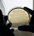 It sounds like science fiction but a team from the University of Exeter, with support from Shell, has developed a method to make bacteria produce diesel on demand. While the technology still faces many significant commercialization challenges, the diesel, produced by special strains of <i>E. coli</i> bacteria, is almost identical to conventional diesel fuel and so does not need to be blended with petroleum products as is often required by biodiesels derived from plant oils.