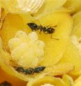 Ant pollinators (<i>Crematogaster auberti</i>) foraging on a female flower of <i>Cytinus hypocistis</i>.