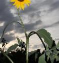 Known commonly as wild sunflower, <I>Helianthus annuus L.</I> is a wild relative of cultivated sunflower.