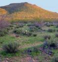 This is looking toward Tumamoc Hill in Tucson, Ariz., from the northwest side.